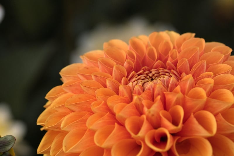 Botanical Garden Elegance